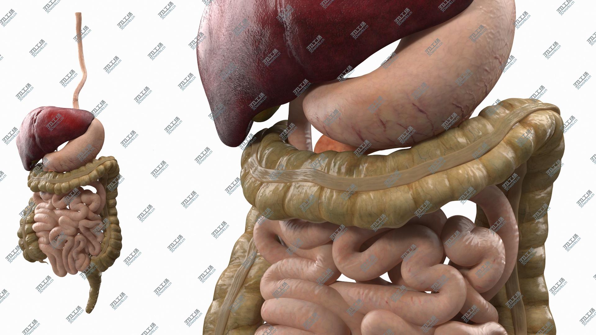 images/goods_img/2021040232/3D Human Digestive System model/3.jpg